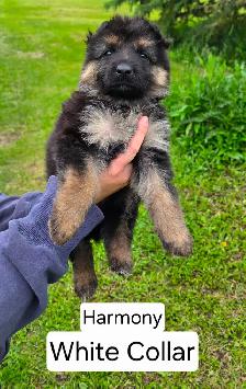 Long Haired German Shepherd Puppies - Photo 6