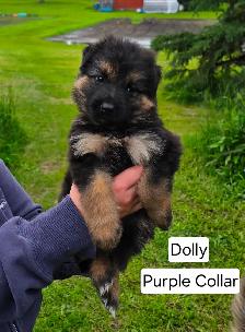 Long Haired German Shepherd Puppies - Photo 7