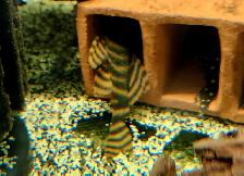 L397 red tiger plecos 3' - Photo 3