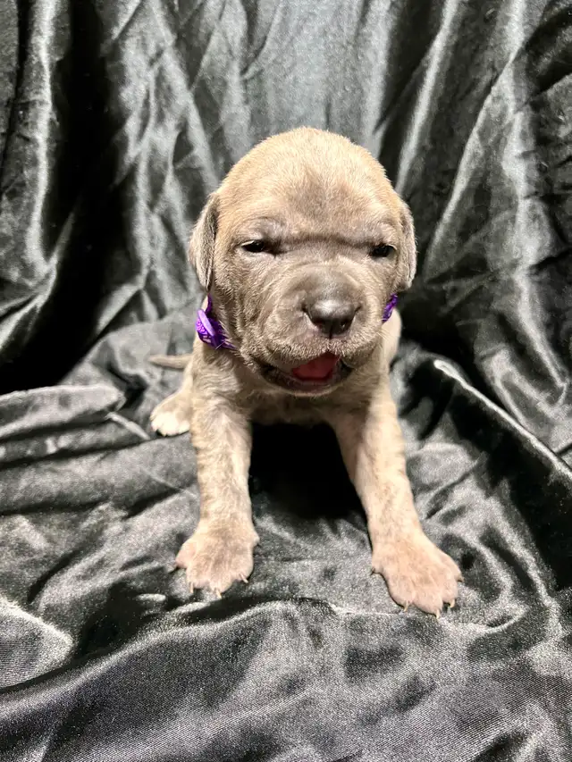 Cane Corso puppies