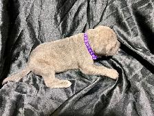 Cane Corso puppies - Photo 2
