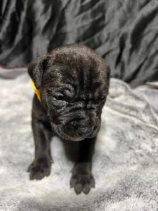 Cane Corso puppies - Photo 3