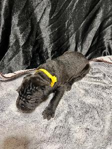 Cane Corso puppies - Photo 4