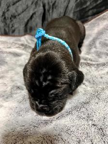 Cane Corso puppies - Photo 5