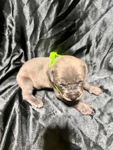 Cane Corso puppies - Photo 6