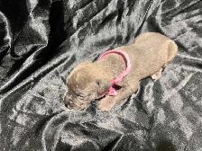Cane Corso puppies - Photo 7