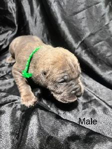 Cane Corso puppies - Photo 8