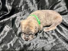 Cane Corso puppies - Photo 9