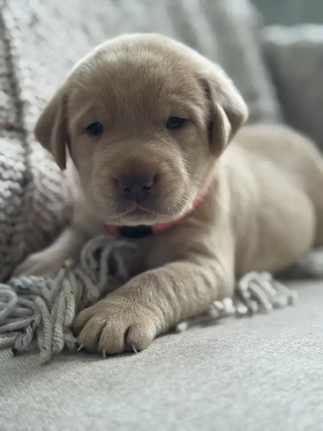 Charcoal & Champagne Lab Puppies! 2 Females left