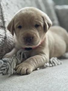 Charcoal & Champagne Lab Puppies! 2 Females left