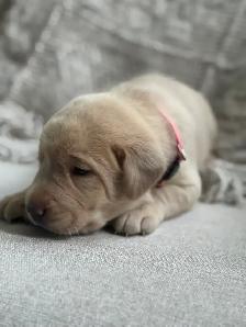 Charcoal & Champagne Lab Puppies! 2 Females left - Photo 2