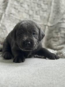 Charcoal & Champagne Lab Puppies! 2 Females left - Photo 3