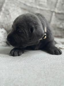 Charcoal & Champagne Lab Puppies! 2 Females left - Photo 4