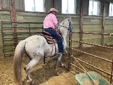12 yr Appaloosa Gelding,Trail  $2500 403-860-4478