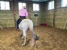 12 yr Appaloosa Gelding,Trail  $2500 403-860-4478 - Photo 3
