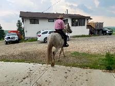 12 yr Appaloosa Gelding,Trail  $2500 403-860-4478 - Photo 4