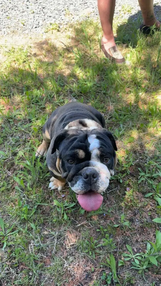 bulldog anglais