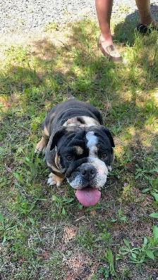 bulldog anglais
