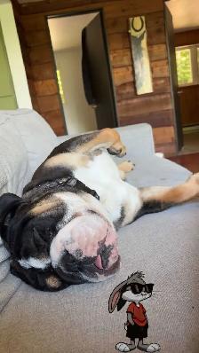 bulldog anglais - Photo 2