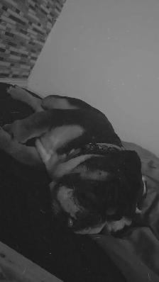 bulldog anglais - Photo 3