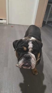 bulldog anglais - Photo 4
