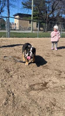 bulldog anglais - Photo 5