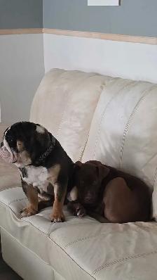 bulldog anglais - Photo 7