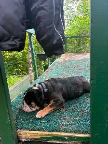 bulldog anglais - Photo 8