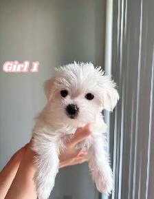 Morkie puppies ❤️