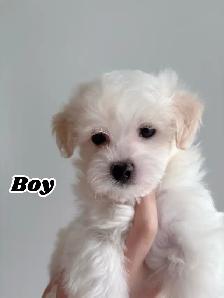 Morkie puppies ❤️ - Photo 2