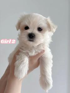 Morkie puppies ❤️ - Photo 3