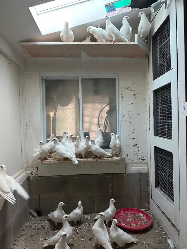 White homing Pigeon