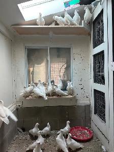 White homing Pigeon