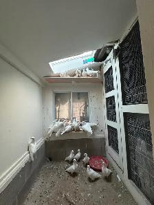 White homing Pigeon - Photo 2