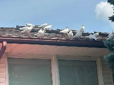 White homing Pigeon - Photo 3