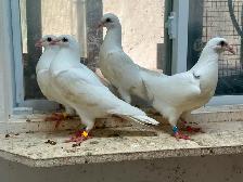 White homing Pigeon - Photo 5