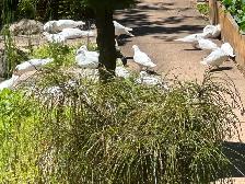 White homing Pigeon - Photo 6