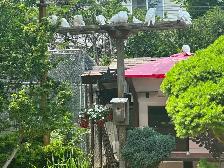White homing Pigeon - Photo 8