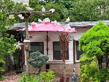White homing Pigeon - Photo 9