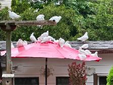 White homing Pigeon - Photo 10