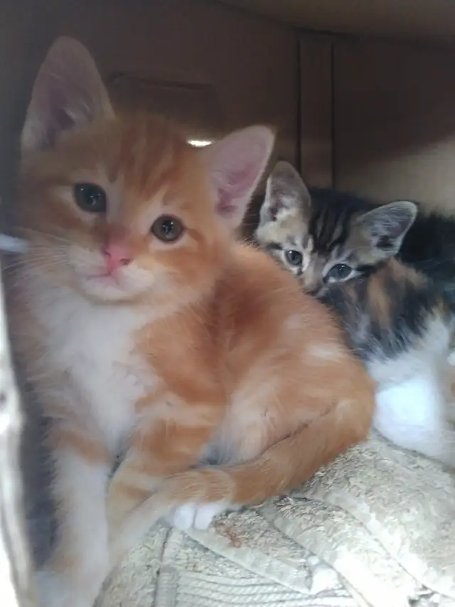 Five kittens