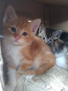 Five kittens