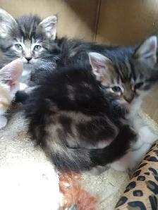 Five kittens - Photo 2
