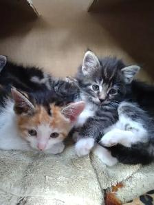 Five kittens - Photo 3