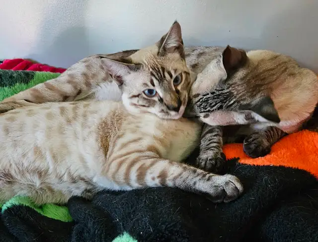 Registered Savannah Cats/kittens, Gentle. Playful