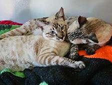 Registered Savannah Cats/kittens, Gentle. Playful
