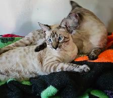 Registered Savannah Cats/kittens, Gentle. Playful - Photo 2