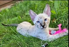 Registered Savannah Cats/kittens, Gentle. Playful - Photo 5