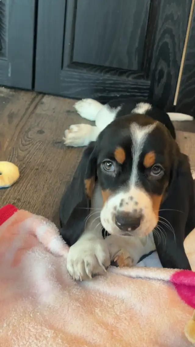Female basset hound puppy