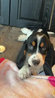 Female basset hound puppy